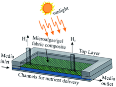 biohydrogen - scheme