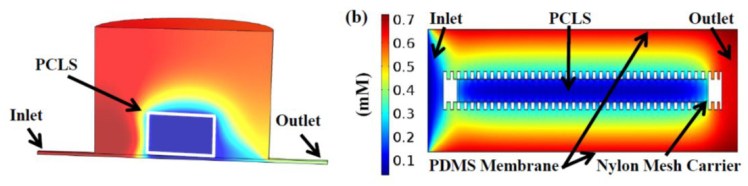 tissue on chip modelling